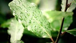 Spring Rain